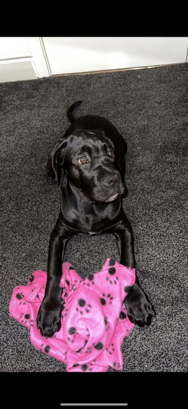 Cane Corso Puppies For Sale Under £1,000