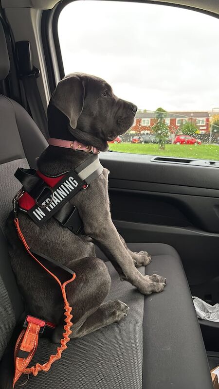 Cane Corso puppies for sale in Hackney, Greater London – 5 months old