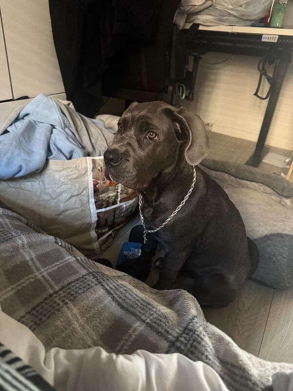 Cane Corso puppies for sale in Hackney, Greater London – 5 months old - Image 2 of 5