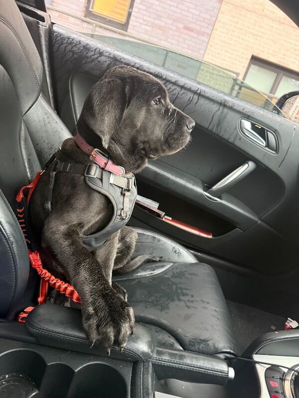 Cane Corso puppies for sale in Hackney, Greater London – 5 months old - Image 3 of 5