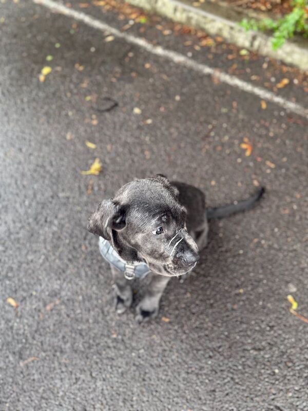 Cane Corso puppies for sale in Hackney, Greater London – 5 months old - Image 4 of 5
