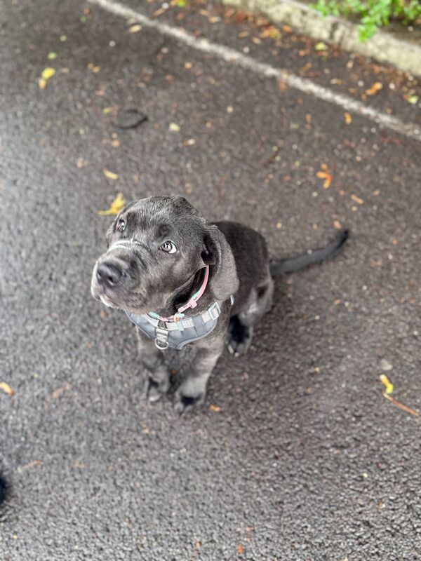 Cane Corso puppies for sale in Hackney, Greater London – 5 months old - Image 5 of 5