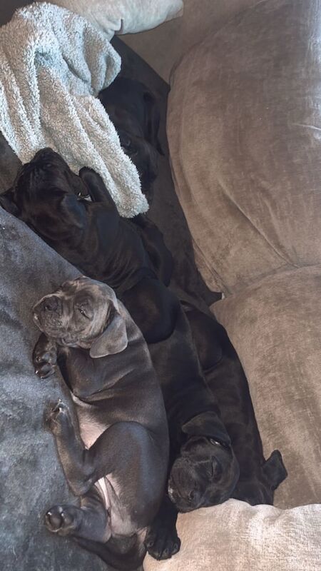 Cane Corso puppies for sale in Waltham, Lincolnshire – 8 months old
