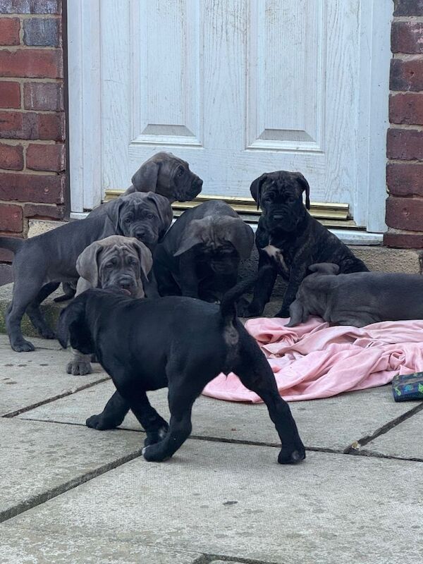 Full cane corso pups