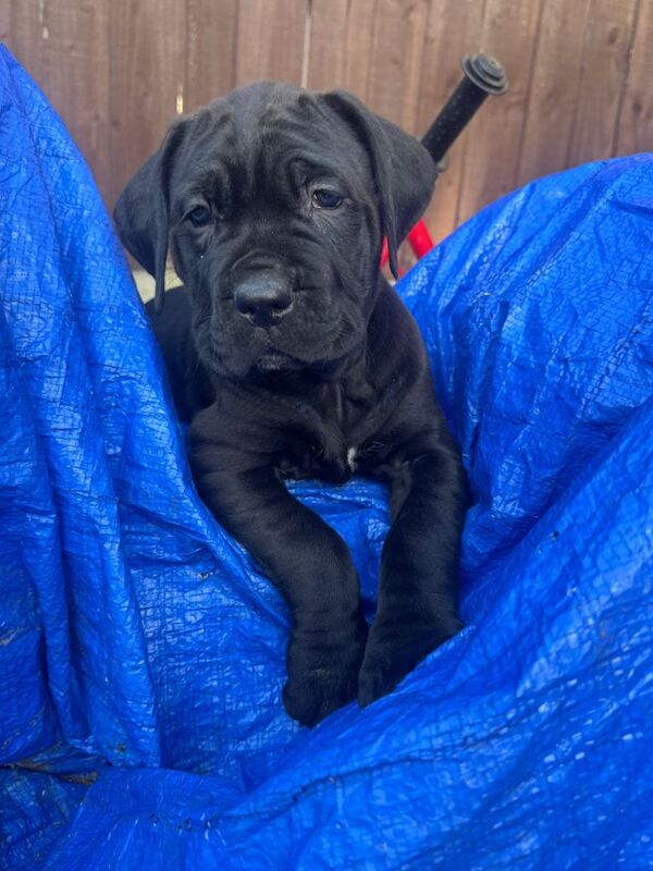 Full cane corso pups - Image 2 of 4