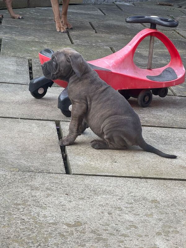 Full cane corso pups - Image 3 of 4
