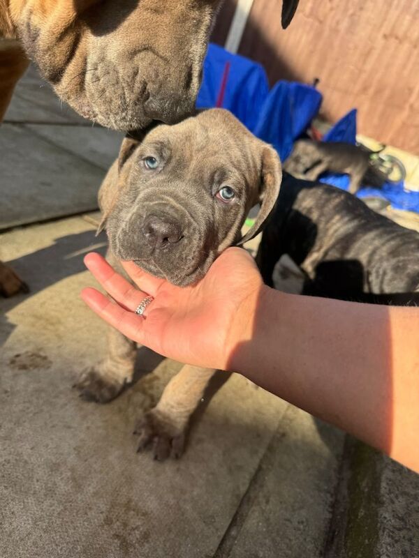 Full cane corso pups - Image 4 of 4