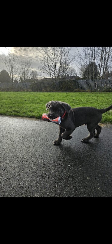 Cane Corso puppies for sale in Burton upon Trent, Staffordshire – 9 weeks old