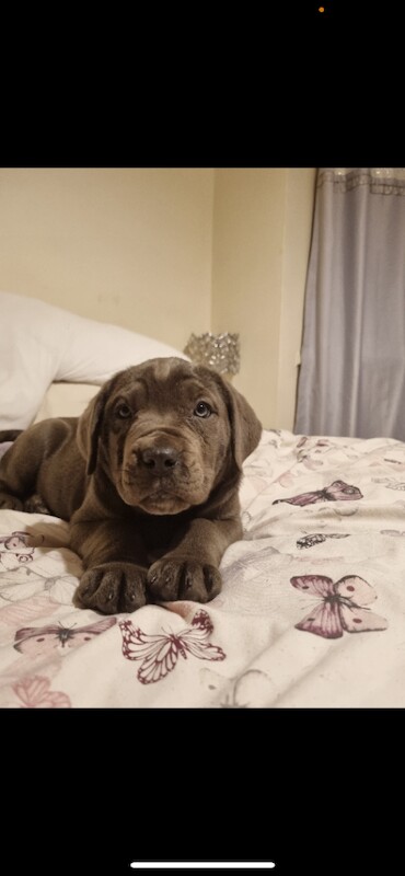 Cane Corso puppies for sale in Burton upon Trent, Staffordshire – 9 weeks old - Image 2 of 3