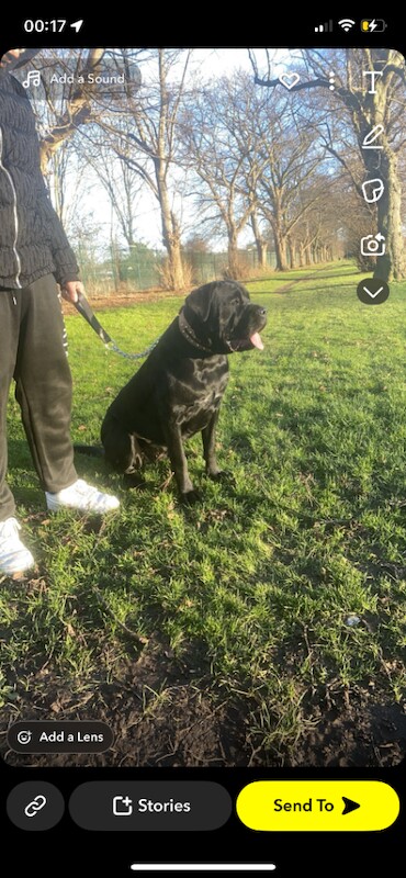 Cane Corso puppies for sale in Burton upon Trent, Staffordshire – 9 weeks old - Image 3 of 3