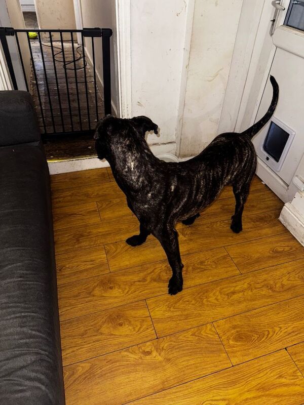 Gentle loving Cane Corso - Image 2 of 5