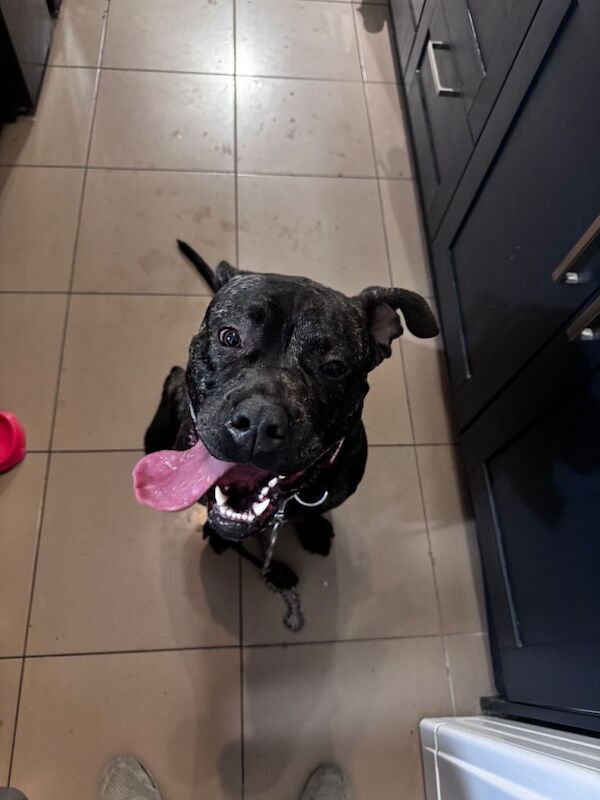 Gentle loving Cane Corso - Image 3 of 5