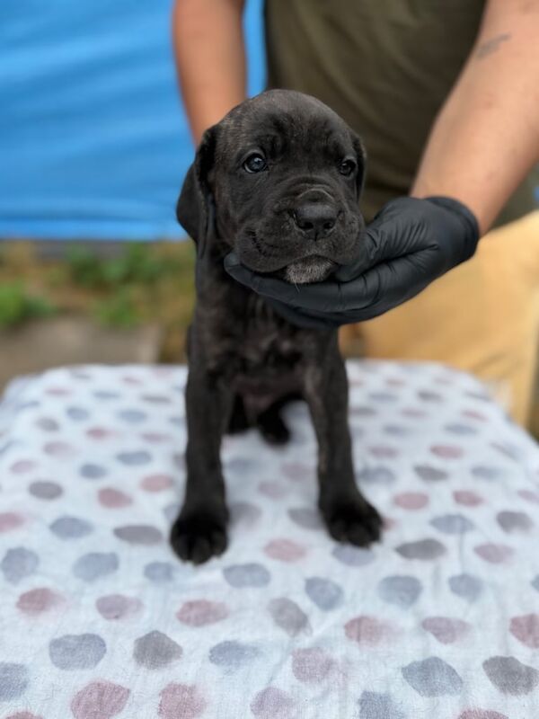 Cane Corso puppies for sale in Tamworth, Staffordshire – 7 weeks old