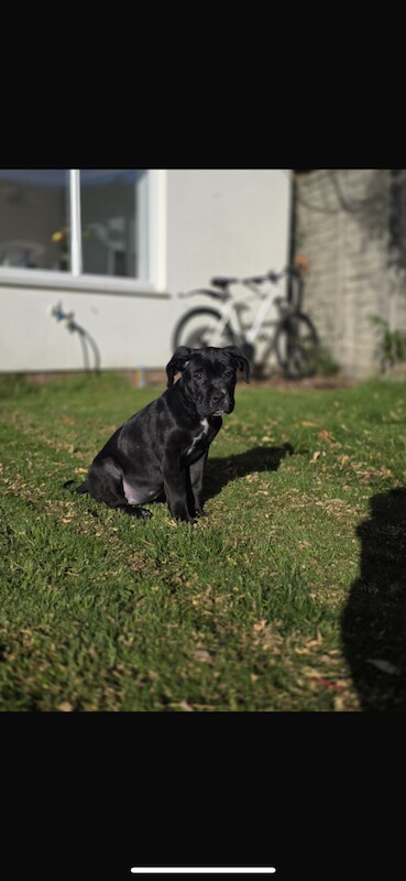 Cane Corso puppies for sale in Crawley, West Sussex – 3 months old - Image 4 of 5