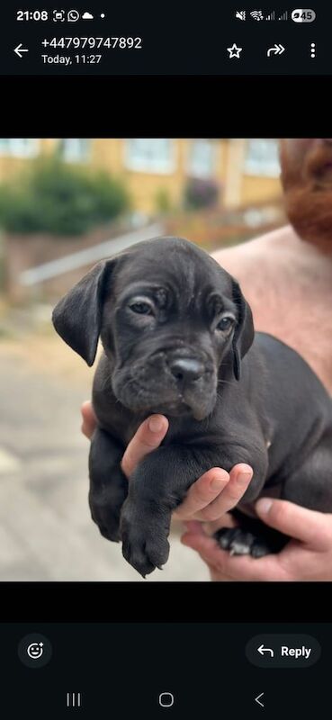Cane Corso puppies for sale in Reading, Berkshire – 8 weeks old