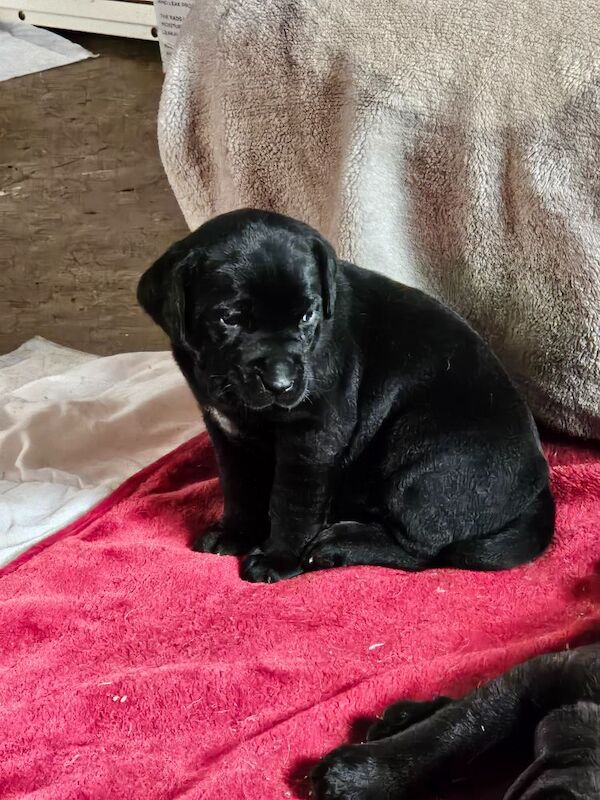 Cane Corso puppies for sale in Kilmarnock, Ayrshire and Arran – 5 weeks old