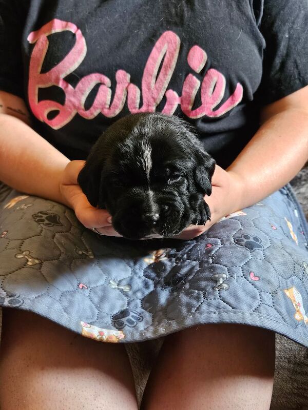 Cane Corso puppies for sale in Kilmarnock, Ayrshire and Arran – 5 weeks old - Image 2 of 15