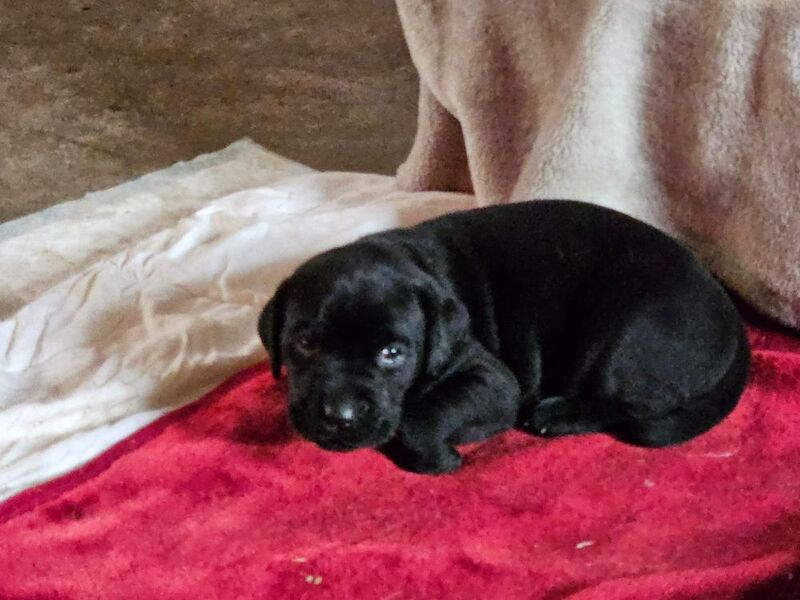 Cane Corso puppies for sale in Kilmarnock, Ayrshire and Arran – 5 weeks old - Image 3 of 15