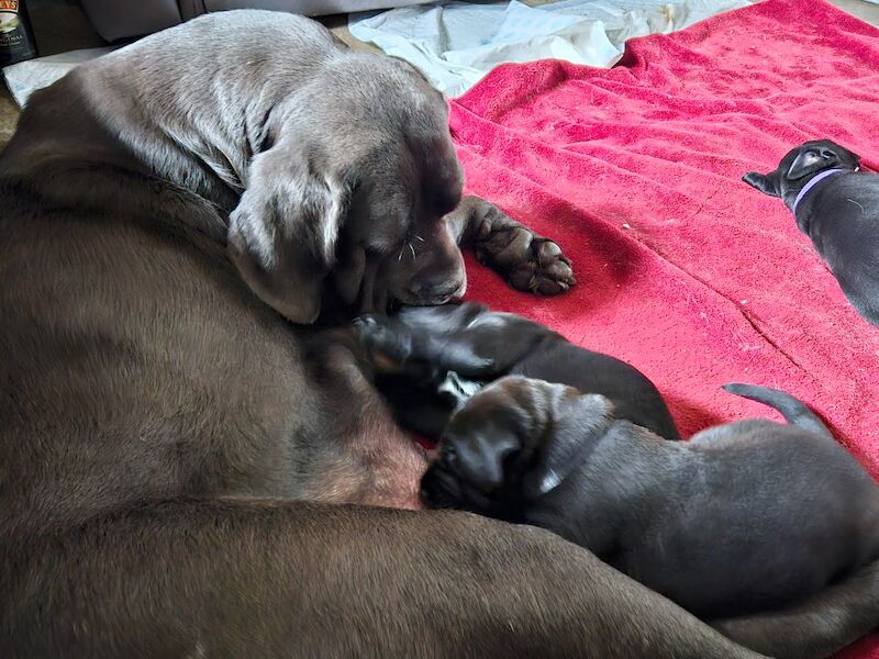 Cane Corso puppies for sale in Kilmarnock, Ayrshire and Arran – 5 weeks old - Image 4 of 15