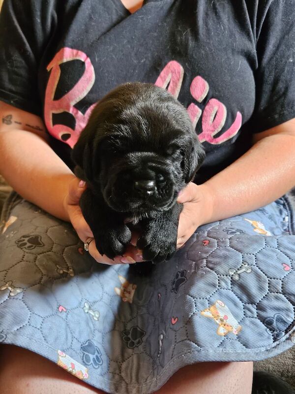 Cane Corso puppies for sale in Kilmarnock, Ayrshire and Arran – 5 weeks old - Image 5 of 15
