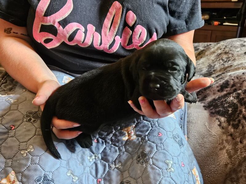 Cane Corso puppies for sale in Kilmarnock, Ayrshire and Arran – 5 weeks old - Image 6 of 15