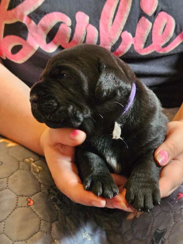 Cane Corso puppies for sale in Kilmarnock, Ayrshire and Arran – 5 weeks old - Image 7 of 15