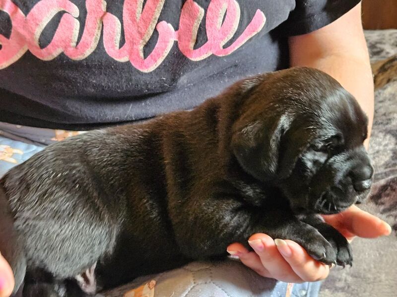 Cane Corso puppies for sale in Kilmarnock, Ayrshire and Arran – 5 weeks old - Image 9 of 15