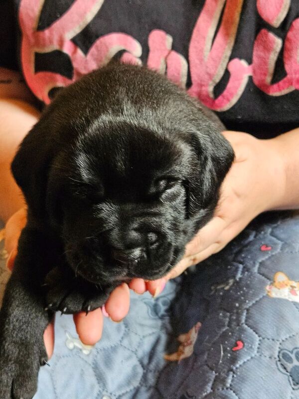 Cane Corso puppies for sale in Kilmarnock, Ayrshire and Arran – 5 weeks old - Image 10 of 15