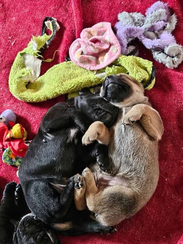 Cane Corso puppies for sale in Kilmarnock, Ayrshire and Arran – 5 weeks old - Image 11 of 15