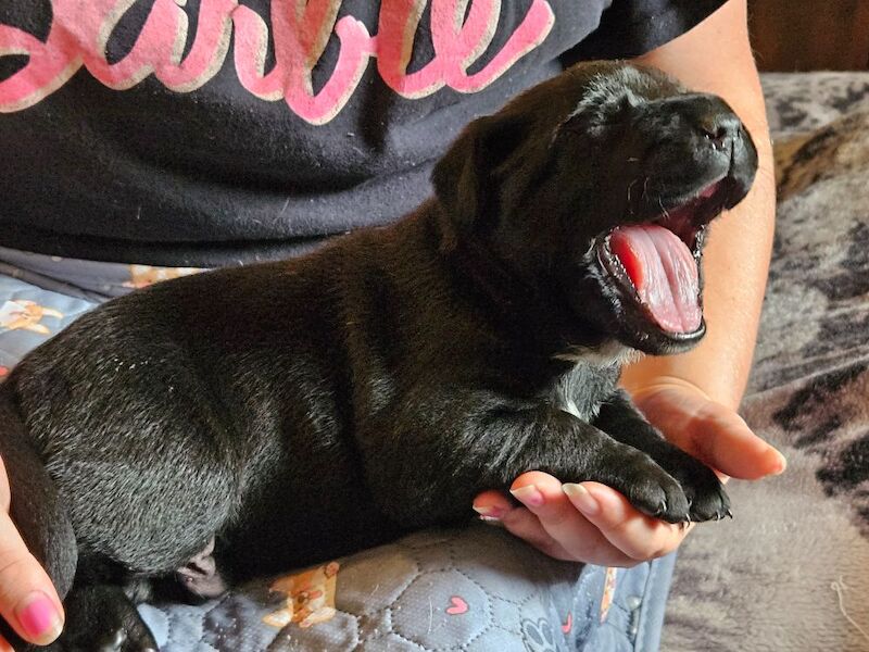 Cane Corso puppies for sale in Kilmarnock, Ayrshire and Arran – 5 weeks old - Image 12 of 15