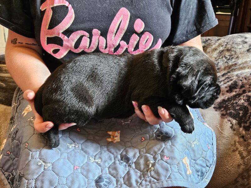 Cane Corso puppies for sale in Kilmarnock, Ayrshire and Arran – 5 weeks old - Image 13 of 15