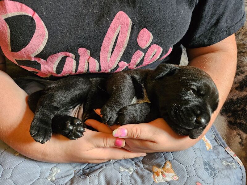 Cane Corso puppies for sale in Kilmarnock, Ayrshire and Arran – 5 weeks old - Image 14 of 15