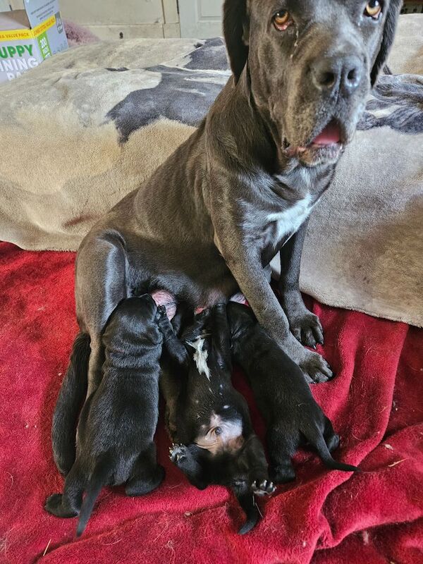Cane Corso puppies for sale in Kilmarnock, Ayrshire and Arran – 5 weeks old - Image 15 of 15