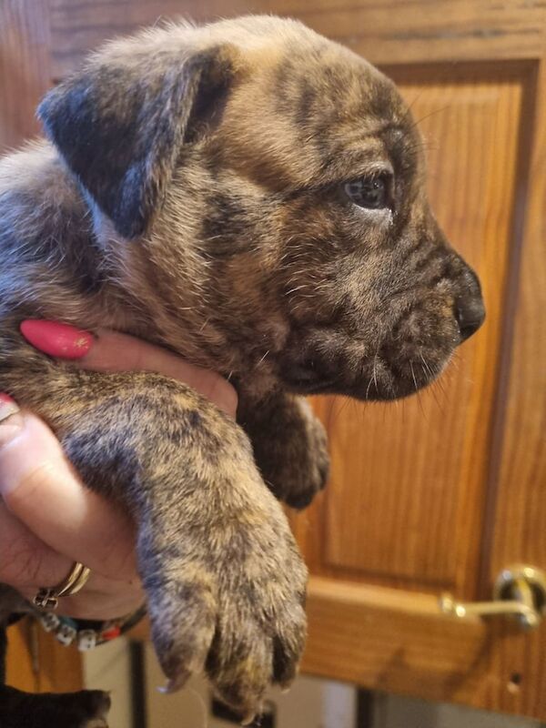 Gorgeous Puppies for sale in Carrbridge / Drochaid Chàrr, Inverness