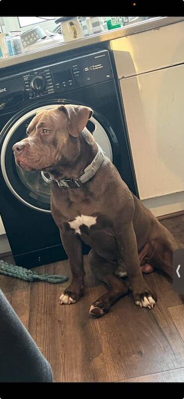 Cane Corso puppies for sale in Archway, London – 1 year old