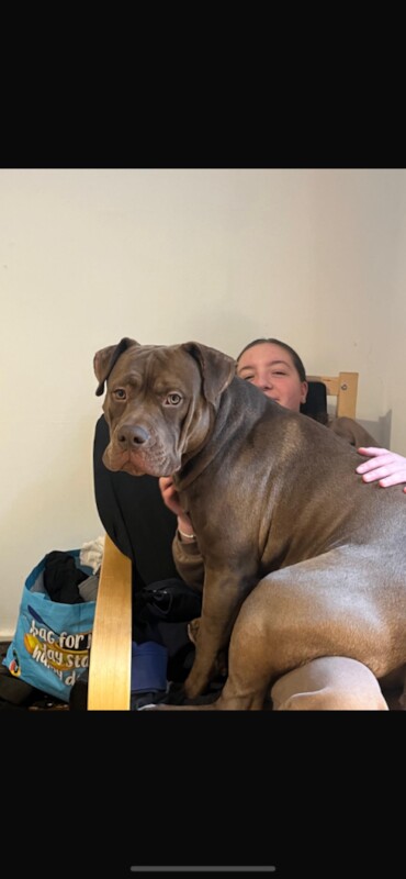 Cane Corso puppies for sale in Archway, London – 1 year old - Image 2 of 4