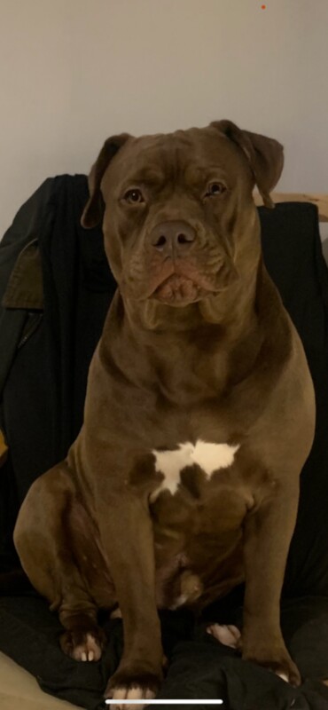 Cane Corso puppies for sale in Archway, London – 1 year old - Image 4 of 4