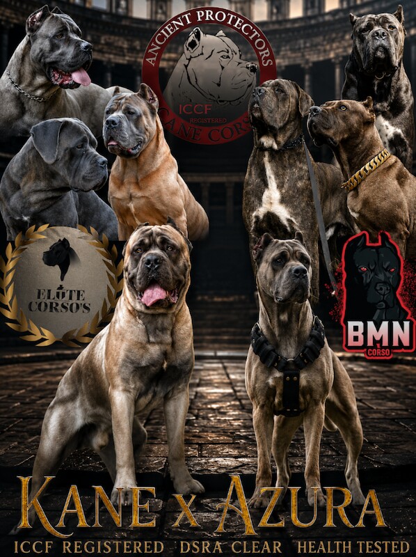 Iccf cane corsos fron health tested parents and grand champion pedigree