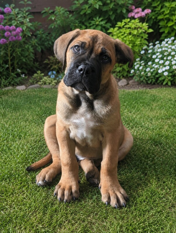 Kennel Club Registered Cane Corso Puppies For Sale