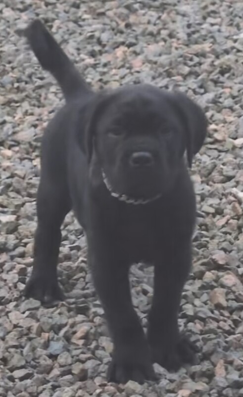 Iccf registered + fully vaccinated champion bloodline cane corso - Image 2 of 3