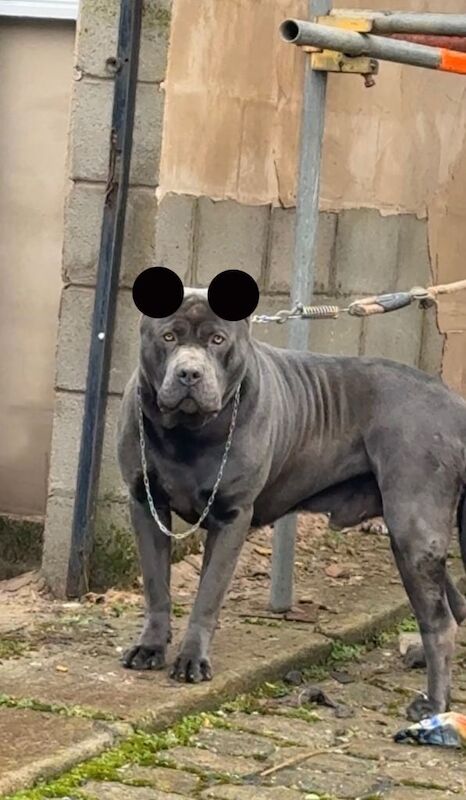 Italian Cane Corso