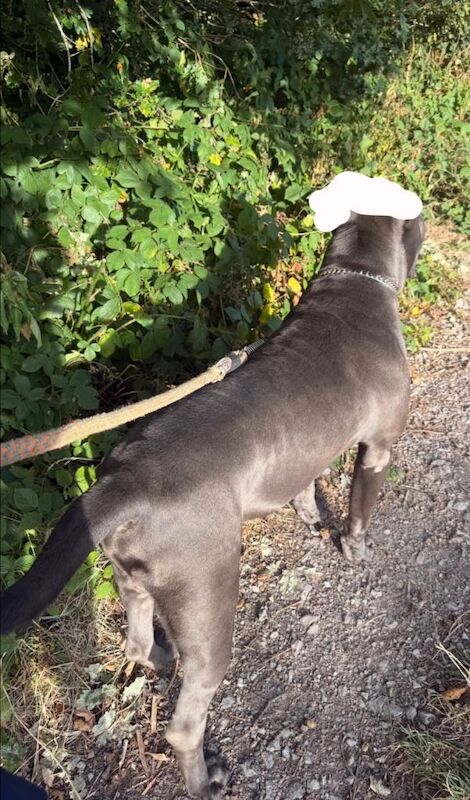 Italian Cane Corso - Image 3 of 4