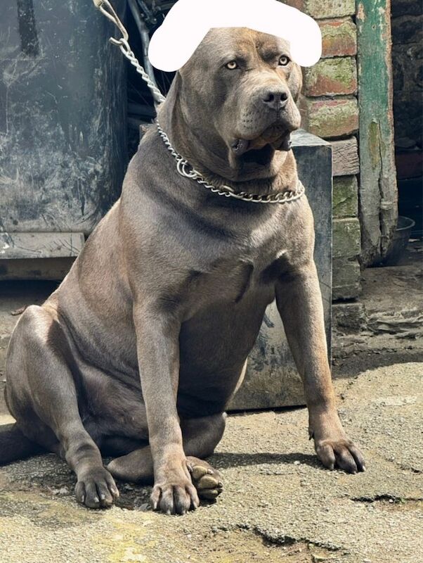 Italian Cane Corso - Image 4 of 4