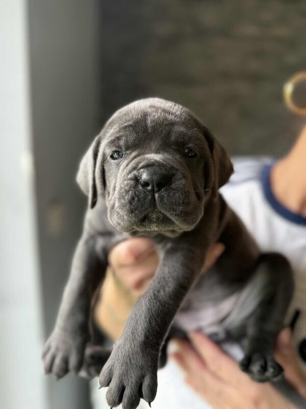 Italian mastiff/cane corso for sale in Sidmouth, Devon