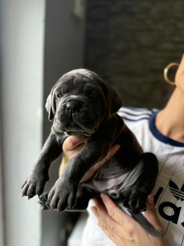 Italian mastiff/cane corso for sale in Sidmouth, Devon | Image 2
