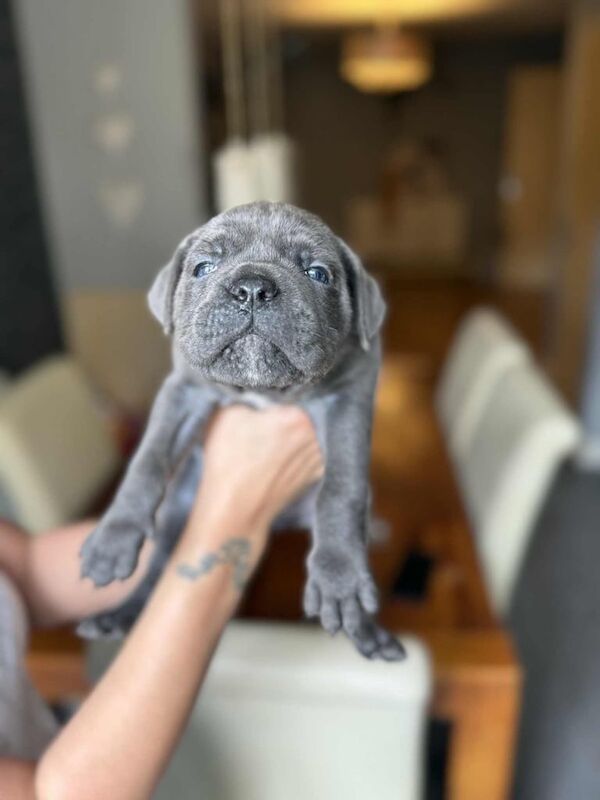 Italian mastiff/cane corso for sale in Sidmouth, Devon | Image 3