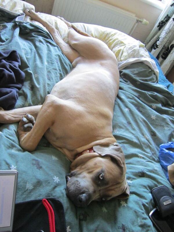 Italian Mastiff Cane Corso