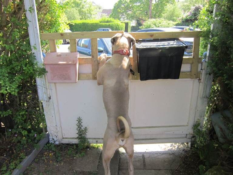 Italian Mastiff Cane Corso - Image 2 of 3