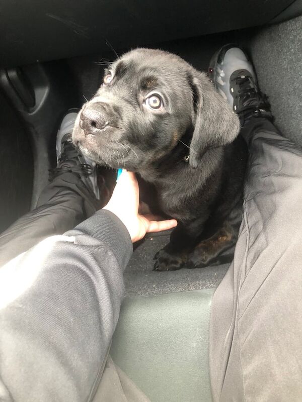 Cane Corso puppies for sale in Aberdeen, City of Aberdeen – 12 weeks old
