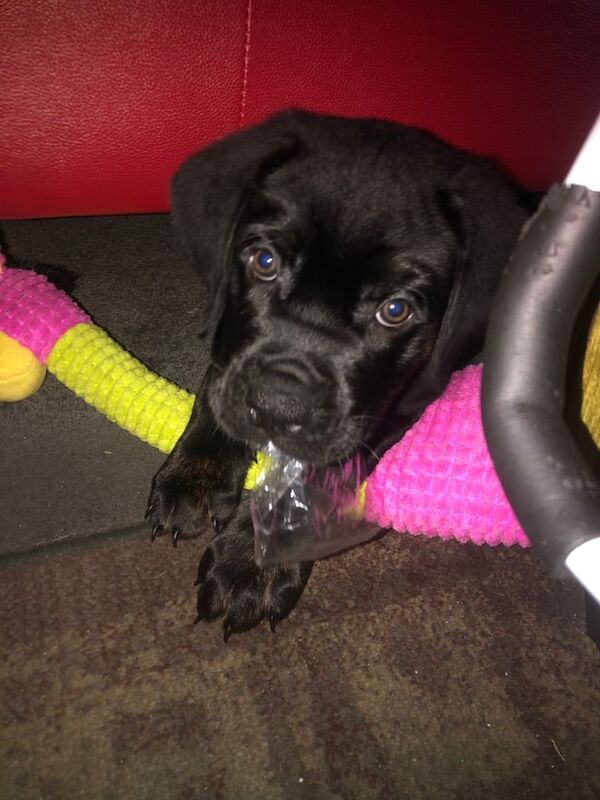 Cane Corso puppies for sale in Aberdeen, City of Aberdeen – 12 weeks old - Image 2 of 6